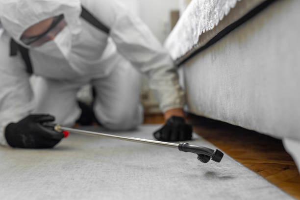 Professional Ant Control technician working in York County County, ME